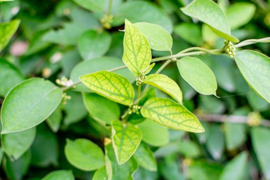 Gymnema Sylvestre ingredient
